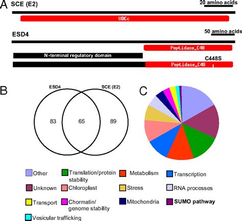 Proteome Wide Screens For Small Ubiquitin Like Modifier SUMO