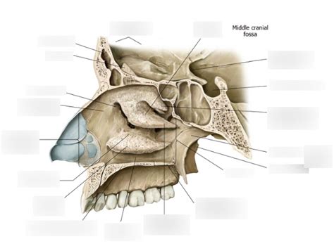 Lateral Nasal Wall --> Level 2 Diagram | Quizlet