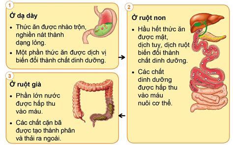 Khám Phá Quá Trình Tiêu Hóa Thức ăn ở Khoang Miệng Chuẩn Bị Bánh Mì