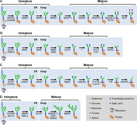 Figure From Analysis Of Protein Landscapes Around N Glycosylation