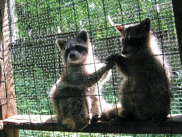 Roanoke Wildlife Rescue - Volunteer