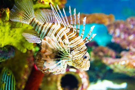 Color Lionfish Swims Behind Sea Background Stock Image Image Of