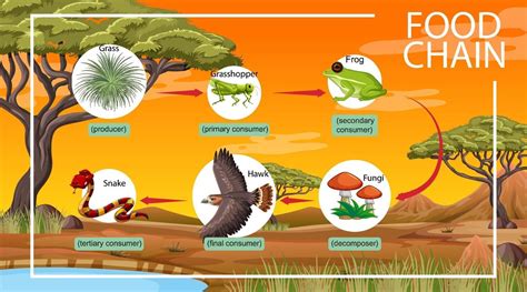 Food chain diagram concept on forest background 2149409 Vector Art at ...