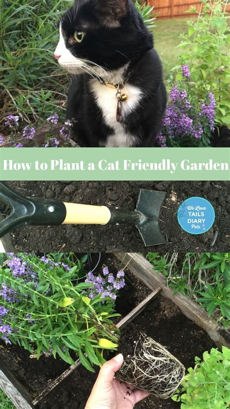 Learn How To Plant A Cat Friendly Garden At Home This Spring Gather