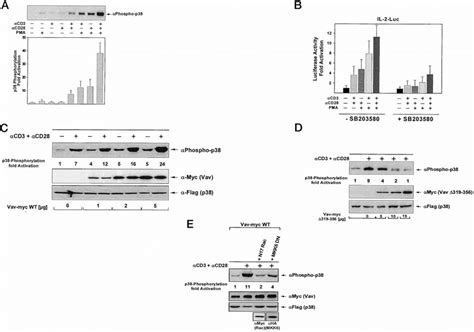 Vav1 Mediates The Synergistic P38 Mapk Activation By Tcrcd3 And Cd28