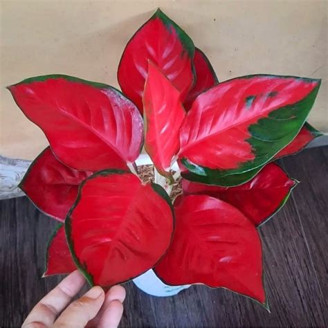 Jual Aglonema Suksom Jaipong Mutasi Super Tanaman Hias Aglaonema