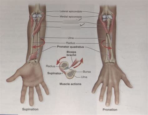 Supinator And Pronator Muscles