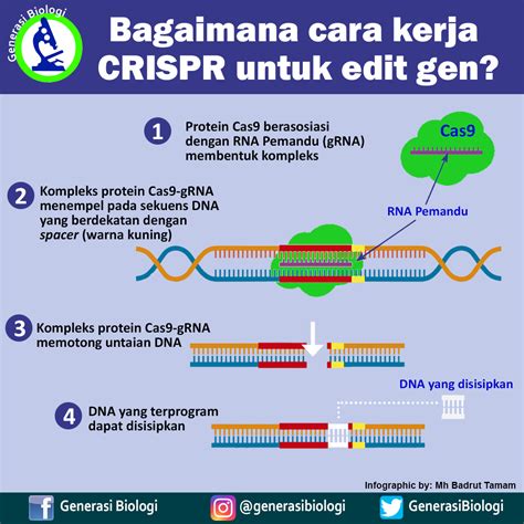 Cara Kerja Crispr Cas9 Untuk Edit Gen Generasi Biologi