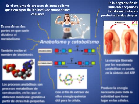 Solution Mapa Mental Del Anabolismo Y Catabolismo Studypool Porn Sex