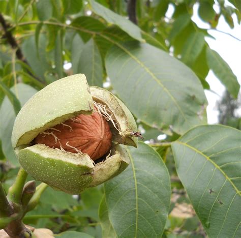 Juglans Regia