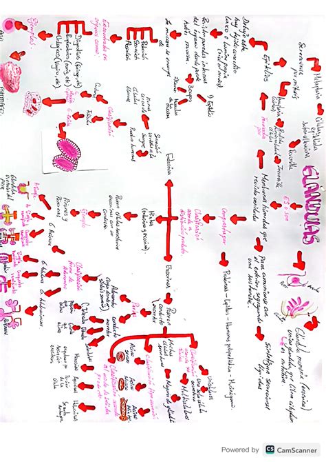 Mapa conceptual Glándulas Histología Studocu