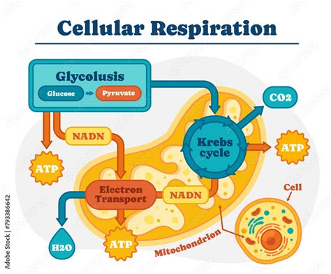 Diagram of cellular respiration. Infographic with metabolic reaction of ...