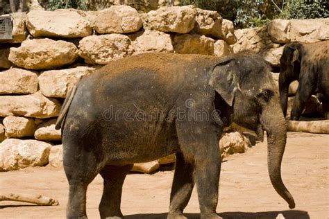 African Elephants in South Africa Stock Image - Image of kenya, eating ...