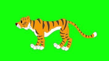 Tiger Green Screen Stock Video Footage for Free Download