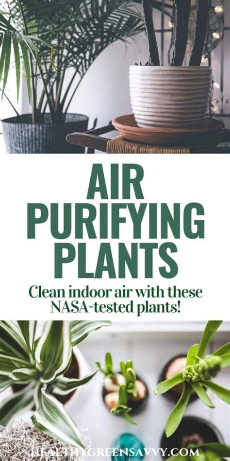 Best Plants For Cleaning Indoor Air Artofit