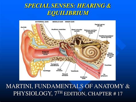 PPT SPECIAL SENSES HEARING EQUILIBRIUM PowerPoint Presentation