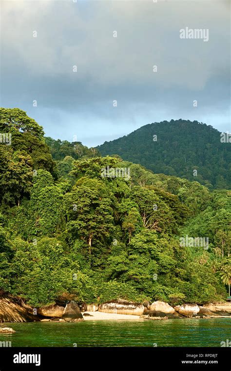 Rainforest On Tioman Island Malaysia Stock Photo Alamy