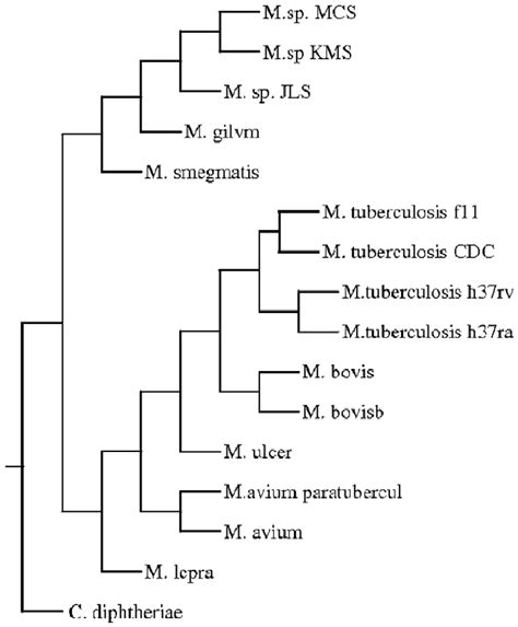 Super Phylogenetic Tree Of Mycobacteria Genomes Download Scientific Diagram