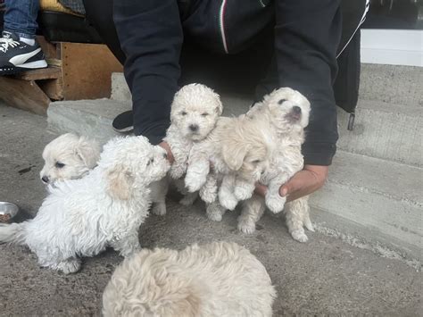 Pui Bichon Maltez Mini Toy Bacau Olx Ro