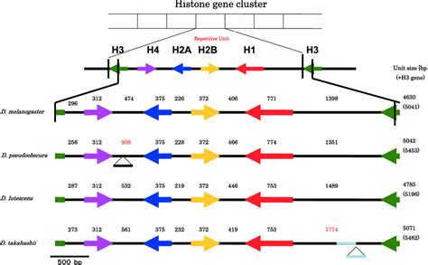 Organization Of The Histone Gene Repeating Unit In D Melanogaster D