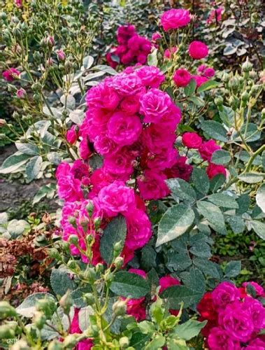 Inch Well Watered Pink Rose Plant For Garden Summer Bloom At Rs