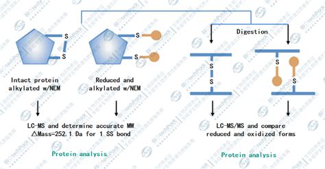 二硫键分析结合疫苗载体蛋白二硫键分析结合疫苗载体蛋白二硫键质谱分析载体蛋白二硫键检测