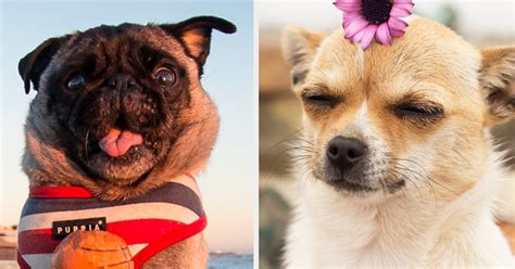 If You've Ever Wondered Which Dog Breed You Are, This Quiz Will Tell You