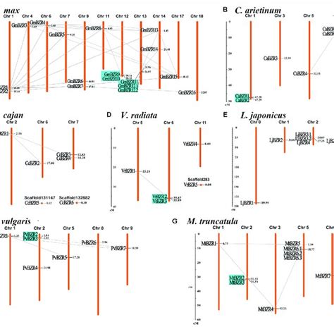 Chromosomal Locations And Gene Duplication Events Of Bzr Genes