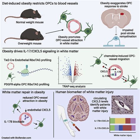 Il Cxcl Signaling Within The Oligovascular Niche Mediates Human And