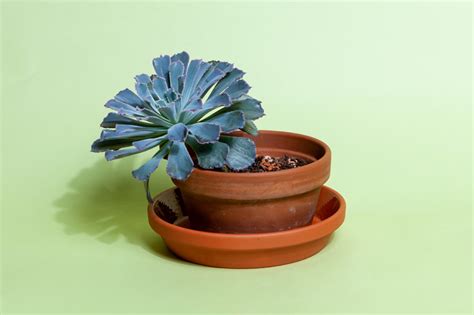 How to Water Succulents - FYTA Magazine