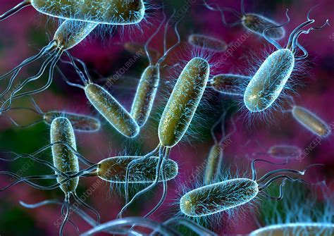 E Coli Bacteria Stock Image B Science Photo Library