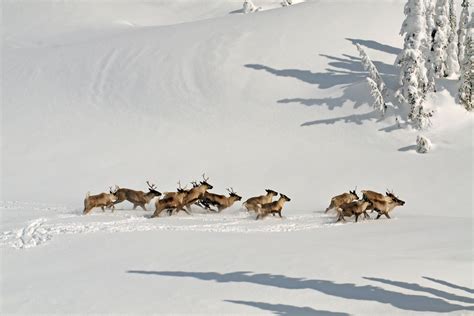 Hunting Moose in Canada to Save Caribou From Wolves