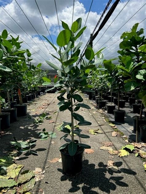 Ficus Lyrata Column Ppp Tri State Foliage In House Availability