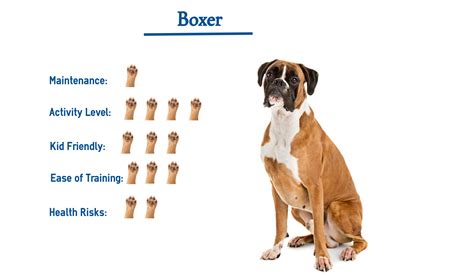 Boxer Guard Dog Breeds