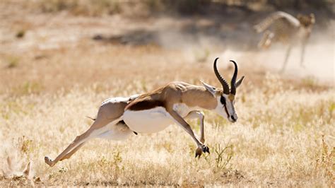 Why Scaring Animals Is Good For The Environment | Gizmodo Australia