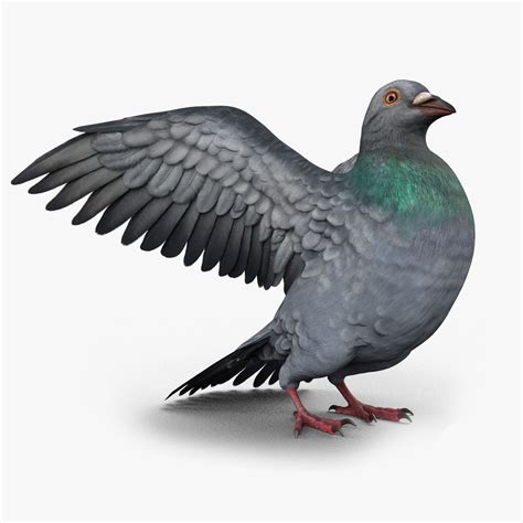 Pigeon Low Poly Modèle 3d 79 Max Fbx Obj Free3d