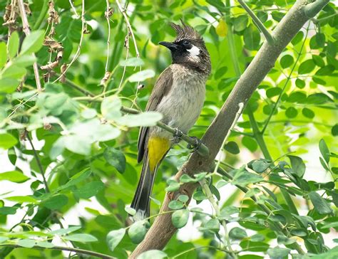 Exploring the Melodious Charm of the Bulbul Bird - The Worlds Rarest Birds