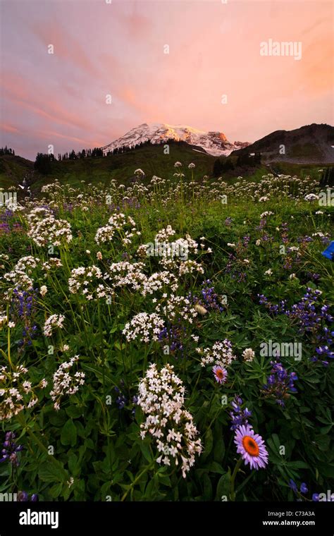 Wildflower Meadow Below Mount Rainier At Sunrise Edith Creek Basin