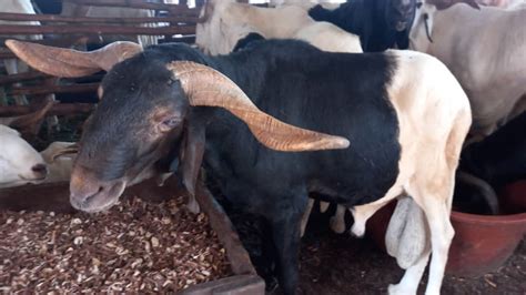 Togo Tabaski Les Prix Des Moutons En Hausse Ambiance Tendue