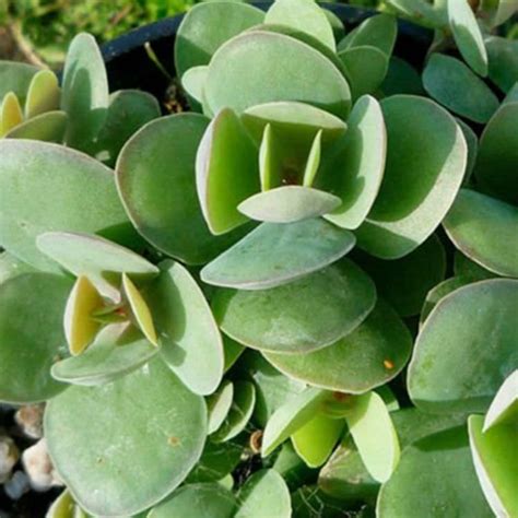 Kalanchoe Rotundifolia Coastal Succulents Cacti And Alpines