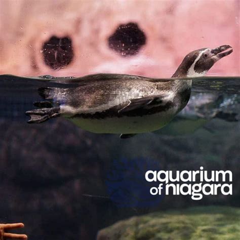 Aquarium of Niagara - Visit Niagara Falls