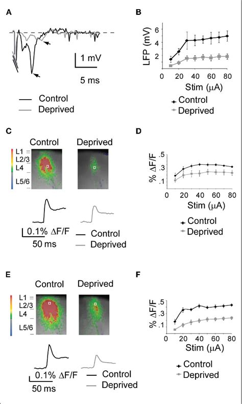 Figure 2 From Cellular Neuroscience Original Research Article Visual