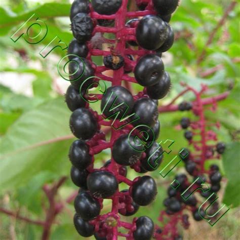 Растение Лаконос американский