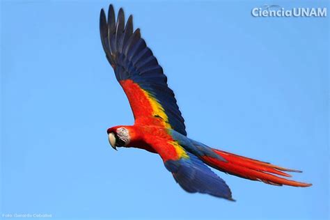 Guacamaya La Guacamaya Roja Es Una Especie En Peligro De Extinción En Méxi