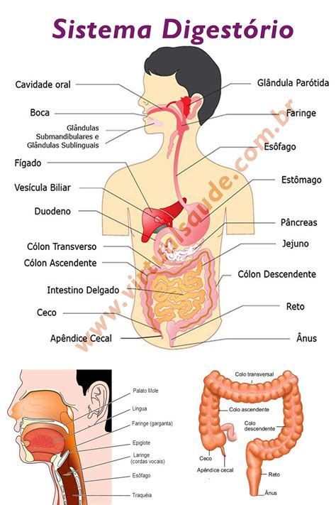 Sistema Digestório Para Imprimir Edukita