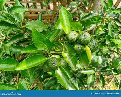 Kaffir Lime Or Makrut Or Bergamot Fruit On Tree Citrus Hystrix In
