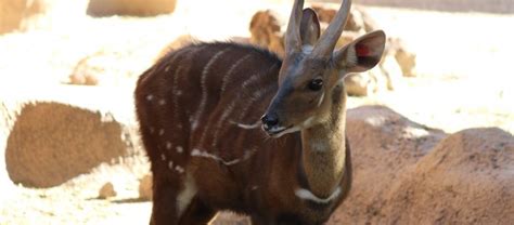 The African Bushbuck | Critter Science