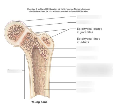 Long Bone Structure Diagram Quizlet