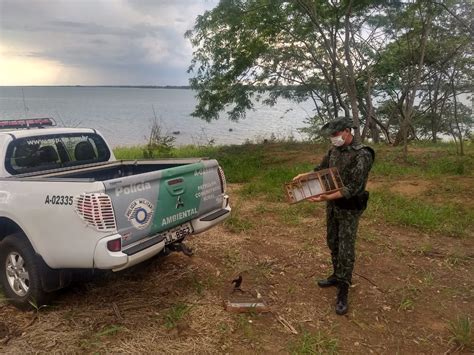 Fiscaliza O Resgata Aves Silvestres Mantidas Irregularmente Em