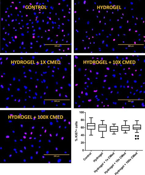 Endothelial Cell Proliferation After 5 D Of Co Culture With Trophic Download Scientific Diagram